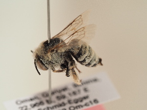  (Anthophora excelsa - TJW_1900)  @11 [ ] nrr (2025) Unspecified Thomas Wood