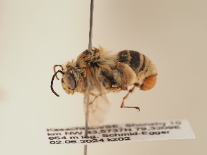  (Anthophora gracilipes - TJW_1920)  @11 [ ] nrr (2025) Unspecified Thomas Wood