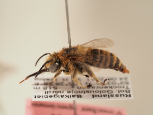  (Anthophora meridionalis - TJW_1921)  @11 [ ] nrr (2025) Unspecified Thomas Wood