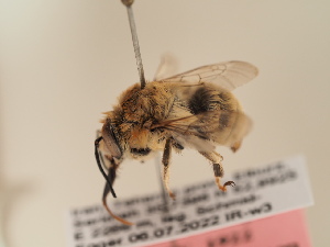  (Anthophora raddei - TJW_1922)  @11 [ ] nrr (2025) Unspecified Thomas Wood