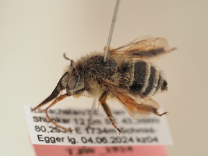  (Anthophora uljanini - TJW_1924)  @11 [ ] nrr (2025) Unspecified Thomas Wood