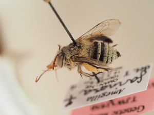  (Amegilla albigena - TJW_1930)  @11 [ ] nrr (2025) Unspecified Thomas Wood