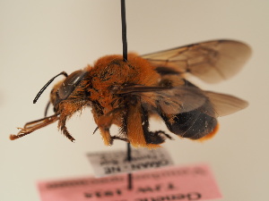  (Anthophora semirufa - TJW_1935)  @11 [ ] nrr (2025) Unspecified Thomas Wood