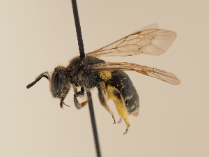  (Andrena lecana - TJW_1942)  @11 [ ] nrr (2025) Unspecified Thomas Wood