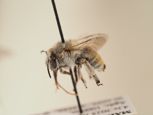  (Anthophora sp - TJW_1997)  @11 [ ] nrr (2025) Unspecified Thomas Wood