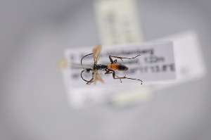  ( - BC-ZSM-HYM-27676-F11)  @11 [ ] CreativeCommons - Attribution Non-Commercial Share-Alike (2016) SNSB, Staatliche Naturwissenschaftliche Sammlungen Bayerns ZSM (SNSB, Zoologische Staatssammlung Muenchen)