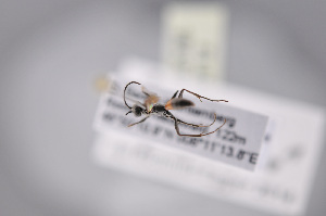  ( - BC-ZSM-HYM-27676-F12)  @11 [ ] CreativeCommons - Attribution Non-Commercial Share-Alike (2016) SNSB, Staatliche Naturwissenschaftliche Sammlungen Bayerns ZSM (SNSB, Zoologische Staatssammlung Muenchen)