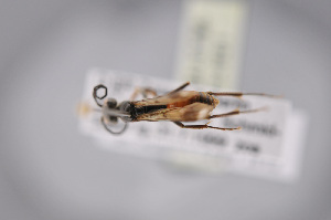  ( - BC-ZSM-HYM-27676-H01)  @11 [ ] CreativeCommons - Attribution Non-Commercial Share-Alike (2016) SNSB, Staatliche Naturwissenschaftliche Sammlungen Bayerns ZSM (SNSB, Zoologische Staatssammlung Muenchen)