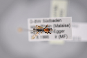  ( - BC-ZSM-HYM-27676-H02)  @11 [ ] CreativeCommons - Attribution Non-Commercial Share-Alike (2016) SNSB, Staatliche Naturwissenschaftliche Sammlungen Bayerns ZSM (SNSB, Zoologische Staatssammlung Muenchen)