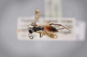  ( - BC-ZSM-HYM-27676-H03)  @11 [ ] CreativeCommons - Attribution Non-Commercial Share-Alike (2016) SNSB, Staatliche Naturwissenschaftliche Sammlungen Bayerns ZSM (SNSB, Zoologische Staatssammlung Muenchen)