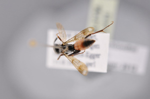  ( - BC-ZSM-HYM-27676-H10)  @11 [ ] CreativeCommons - Attribution Non-Commercial Share-Alike (2016) SNSB, Staatliche Naturwissenschaftliche Sammlungen Bayerns ZSM (SNSB, Zoologische Staatssammlung Muenchen)