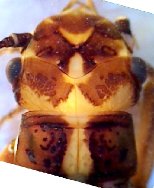  (Perlodes intricatus - GV-PintBruyant1F220609)  @11 [ ] No Rights Reserved  Unspecified Unspecified