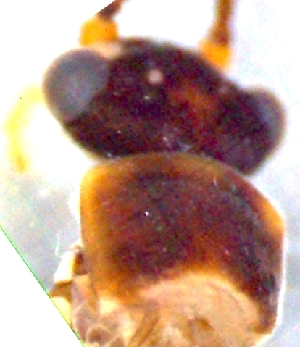  (Nemoura rivorum - GV-NrivCaldiroloM180604)  @11 [ ] No Rights Reserved  Unspecified Unspecified