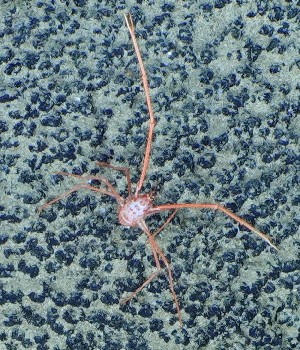  (Sternostylidae - WP23_CR173)  @11 [ ] Copyright (c) (2023) Unspecified Korea Institute of Ocean Science & Technology