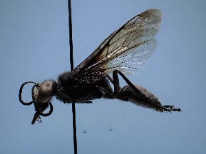  ( - ZSM-HYM-42469-A03)  @11 [ ] by-nc-sa (2022) SNSB, Staatliche Naturwissenschaftliche Sammlungen Bayerns ZSM (SNSB, Zoologische Staatssammlung Muenchen)