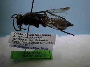  ( - ZSM-HYM-42469-A07)  @11 [ ] by-nc-sa (2022) SNSB, Staatliche Naturwissenschaftliche Sammlungen Bayerns ZSM (SNSB, Zoologische Staatssammlung Muenchen)