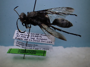  ( - ZSM-HYM-42469-A08)  @11 [ ] by-nc-sa (2022) SNSB, Staatliche Naturwissenschaftliche Sammlungen Bayerns ZSM (SNSB, Zoologische Staatssammlung Muenchen)