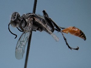 ( - ZSM-HYM-42469-E06)  @11 [ ] by-nc-sa (2022) SNSB, Staatliche Naturwissenschaftliche Sammlungen Bayerns ZSM (SNSB, Zoologische Staatssammlung Muenchen)