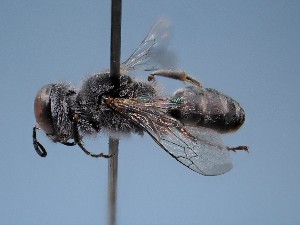  ( - ZSM-HYM-42469-F08)  @11 [ ] by-nc-sa (2022) SNSB, Staatliche Naturwissenschaftliche Sammlungen Bayerns ZSM (SNSB, Zoologische Staatssammlung Muenchen)