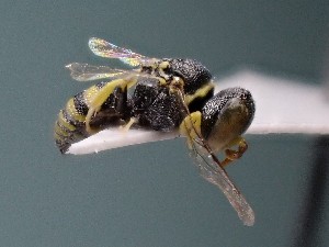  (Oxybelus tinklyi - ZSM-HYM-42469-F09)  @11 [ ] by-nc-sa (2022) SNSB, Staatliche Naturwissenschaftliche Sammlungen Bayerns ZSM (SNSB, Zoologische Staatssammlung Muenchen)
