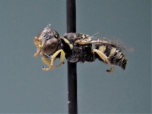  ( - ZSM-HYM-42469-F10)  @11 [ ] by-nc-sa (2022) SNSB, Staatliche Naturwissenschaftliche Sammlungen Bayerns ZSM (SNSB, Zoologische Staatssammlung Muenchen)