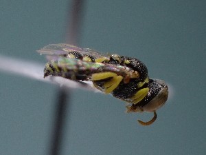  ( - ZSM-HYM-42469-F12)  @11 [ ] by-nc-sa (2022) SNSB, Staatliche Naturwissenschaftliche Sammlungen Bayerns ZSM (SNSB, Zoologische Staatssammlung Muenchen)