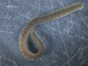  ( - WS00053)  @11 [ ] Unspecified (default): All Rights Reserved (2011) Neretina T.V. Moscow State University, White Sea Biological Station