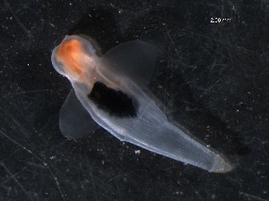  ( - WS00167)  @12 [ ] Unspecified (default): All Rights Reserved (2011) Neretina T.V. Moscow State University, White Sea Biological Station