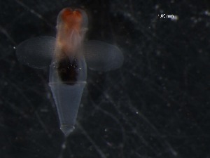  ( - WS00168)  @12 [ ] Unspecified (default): All Rights Reserved (2011) Neretina T.V. Moscow State University, White Sea Biological Station