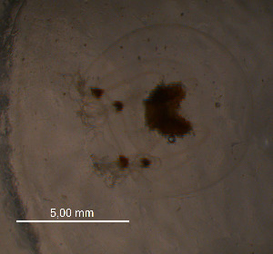  ( - WSBS0246)  @11 [ ] Unspecified (default): All Rights Reserved (2011) Neretina T.V. Moscow State University, White Sea Biological Station