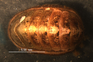  ( - WSBS0282)  @11 [ ] Unspecified (default): All Rights Reserved (2011) Neretina T.V. Moscow State University, White Sea Biological Station