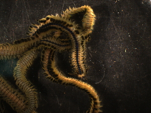  ( - WSBS0654)  @11 [ ] Unspecified (default): All Rights Reserved (2011) Neretina T.V. Moscow State University, White Sea Biological Station