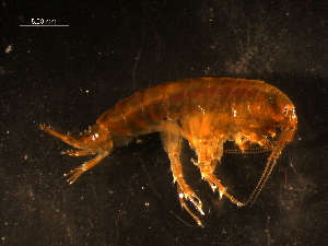  (Gammarus obtusatus - WSBS0859)  @12 [ ] Unspecified (default): All Rights Reserved (2011) Neretina T.V. Moscow State University, White Sea Biological Station