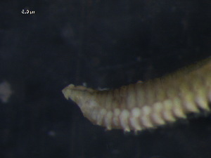  ( - WSBS1007)  @11 [ ] Unspecified (default): All Rights Reserved (2011) Neretina T.V. Moscow State University, White Sea Biological Station