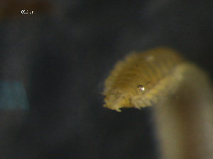  ( - WSBS1013)  @11 [ ] Unspecified (default): All Rights Reserved (2011) Neretina T.V. Moscow State University, White Sea Biological Station