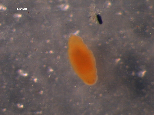  ( - WSBS1120)  @11 [ ] Unspecified (default): All Rights Reserved (2011) Neretina T.V. Moscow State University, White Sea Biological Station