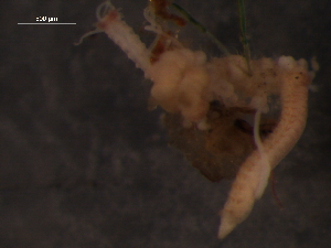  ( - WSBS1162)  @11 [ ] Unspecified (default): All Rights Reserved  Neretina T.V. Unspecified