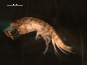  ( - WSBS1274)  @11 [ ] Unspecified (default): All Rights Reserved (2011) Neretina T.V. Moscow State University, White Sea Biological Station