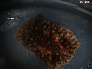  ( - WSBS1922)  @13 [ ] Unspecified (default): All Rights Reserved (2012) Neretina T.V. Moscow State University, White Sea Biological Station