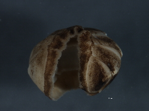  (Stenosemus albus - WS043)  @14 [ ] CreativeCommons - Attribution (2010) CBG Photography Group Centre for Biodiversity Genomics