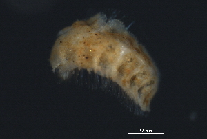  ( - WS0253)  @12 [ ] CreativeCommons - Attribution (2010) CBG Photography Group Centre for Biodiversity Genomics