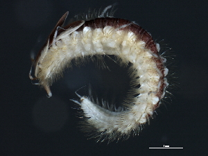  ( - WS0265)  @13 [ ] CreativeCommons - Attribution (2010) CBG Photography Group Centre for Biodiversity Genomics