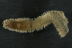  ( - WS0243)  @13 [ ] CreativeCommons - Attribution (2010) CBG Photography Group Centre for Biodiversity Genomics