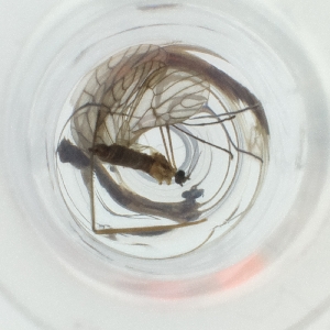  ( - WTPV_023_H10)  @11 [ ] by  Genome Research Ltd as Wellcome Sanger Institute Genome Research Limited operating as Wellcome Sanger Institute