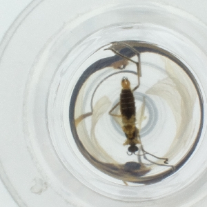  ( - WTPV_032_A8)  @11 [ ] by  Genome Research Ltd as Wellcome Sanger Institute Genome Research Limited operating as Wellcome Sanger Institute