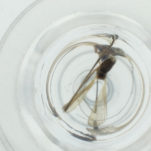  ( - WTPV_032_B2)  @11 [ ] by  Genome Research Ltd as Wellcome Sanger Institute Genome Research Limited operating as Wellcome Sanger Institute