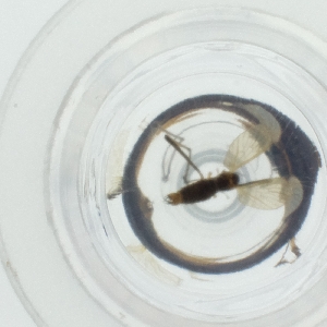  ( - WTPV_032_D8)  @11 [ ] by  Genome Research Ltd as Wellcome Sanger Institute Genome Research Limited operating as Wellcome Sanger Institute