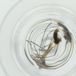  ( - WTPV_032_E4)  @11 [ ] by  Genome Research Ltd as Wellcome Sanger Institute Genome Research Limited operating as Wellcome Sanger Institute