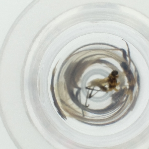  ( - WTPV_032_E8)  @11 [ ] by  Genome Research Ltd as Wellcome Sanger Institute Genome Research Limited operating as Wellcome Sanger Institute