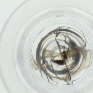  ( - WTPV_032_F4)  @11 [ ] by  Genome Research Ltd as Wellcome Sanger Institute Genome Research Limited operating as Wellcome Sanger Institute